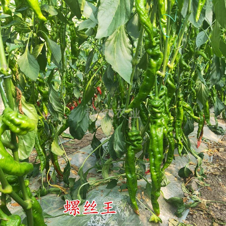 螺丝椒--辣椒种子 高产螺丝椒品种