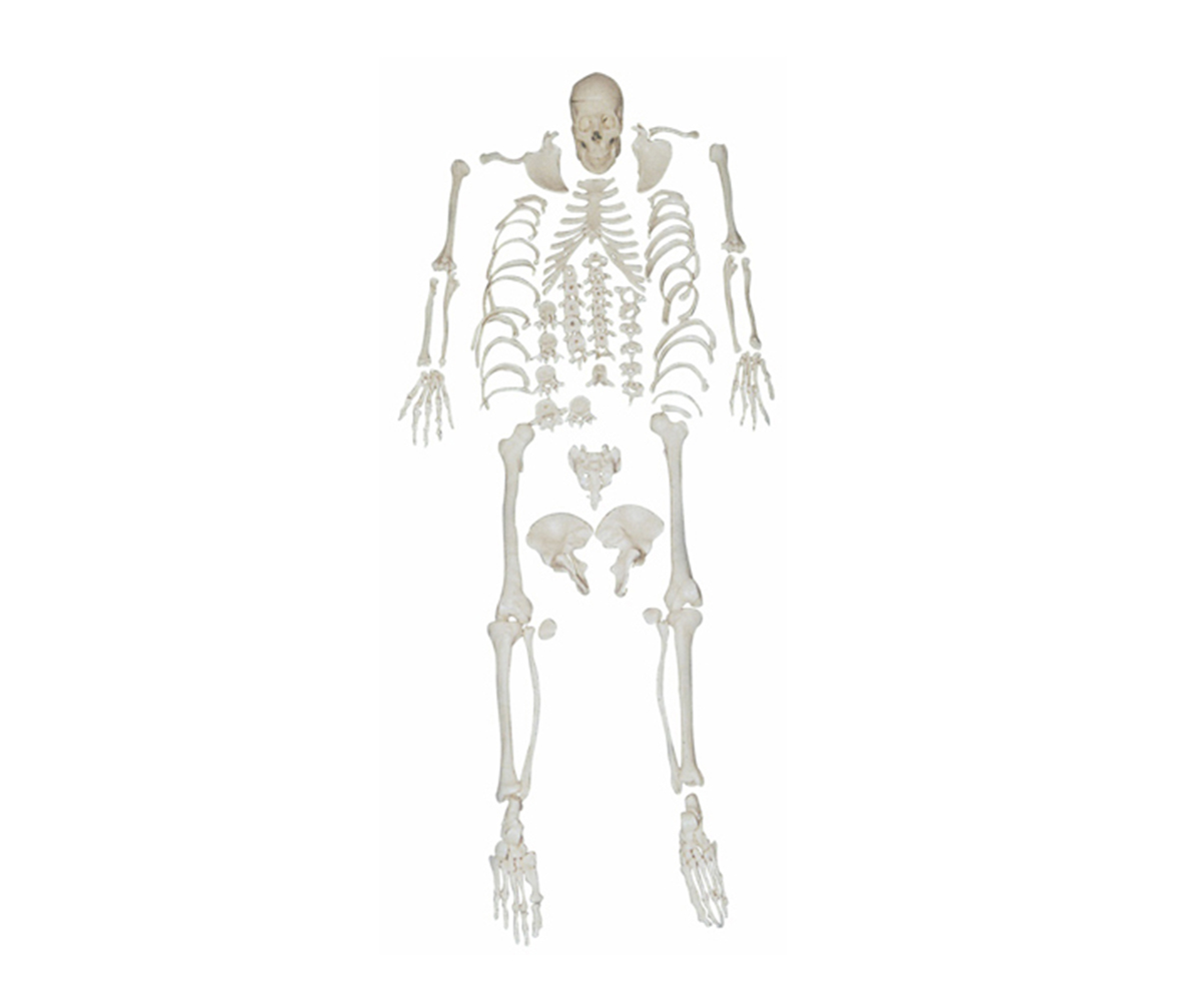 HD/11103 人體骨骼散骨模型（游離骨）