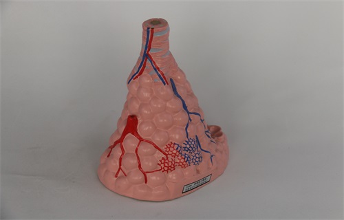 肺泡模型