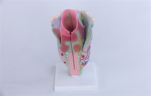 喉解剖模型