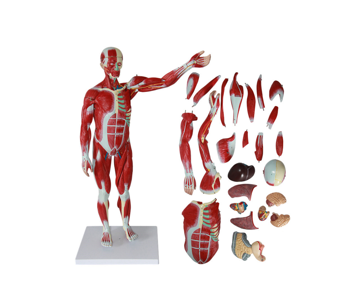HD/11301-1 人体全身肌肉附内脏模型