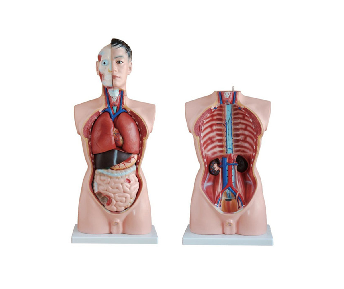 HD/10002 男性人體半身軀干模型（85cm/19件）