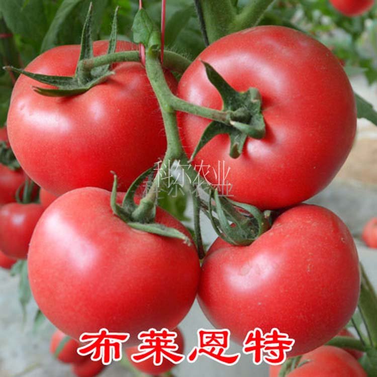 布莱恩特优质番茄种子 早熟西红柿种子