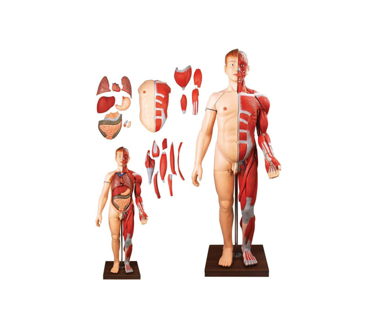 HD/10001-2 人體全身層次解剖附內臟模型