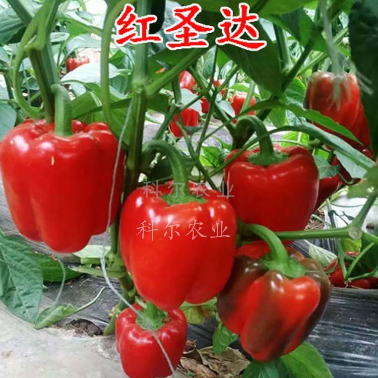 红圣达--五彩椒 辣椒种子