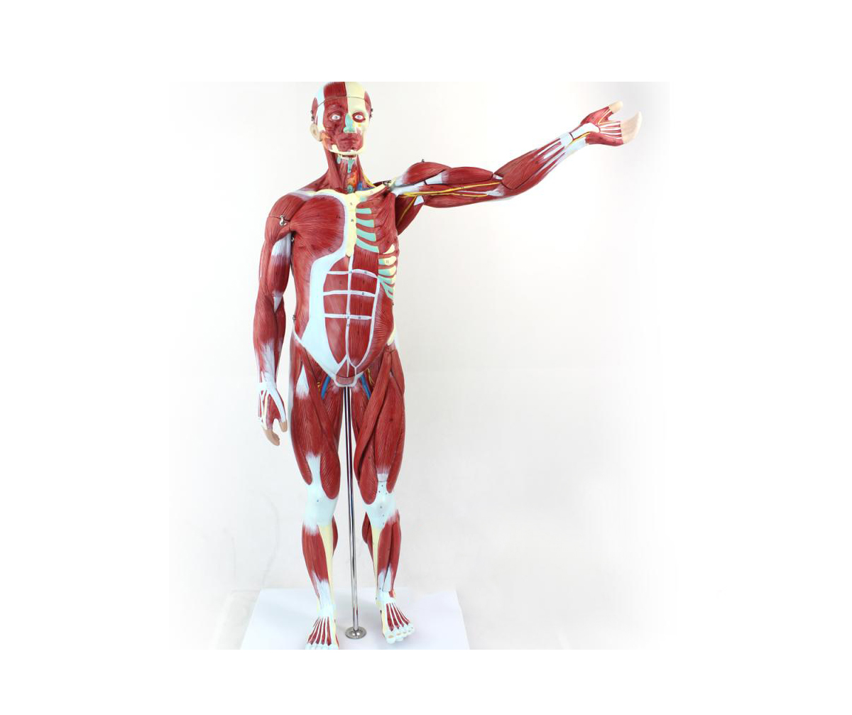 HD/11302-1 人体全身肌肉解剖模型