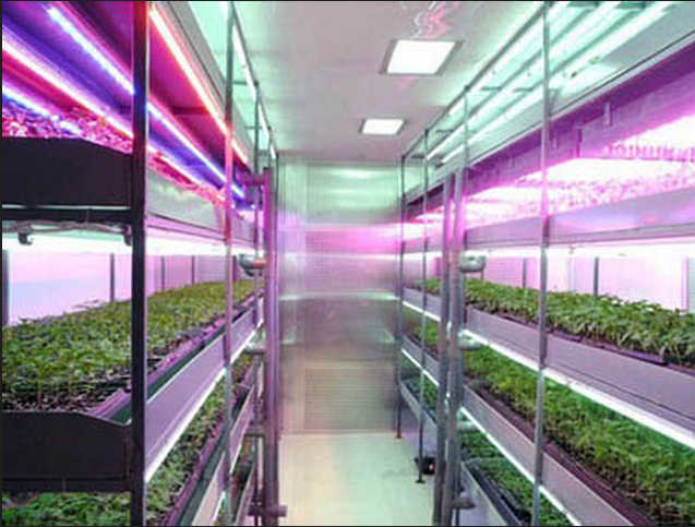 LED生长植物灯助力药用大麻