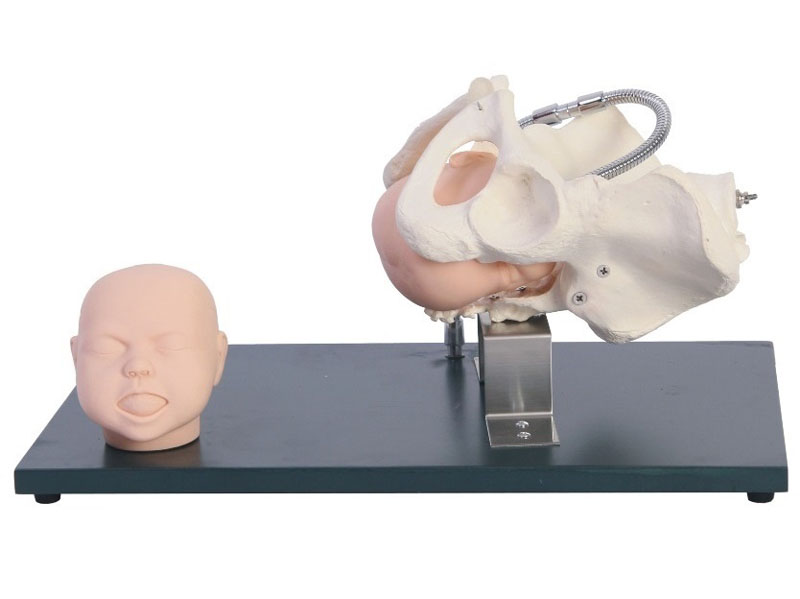 HD/F23 带有胎儿头的骨盆模型