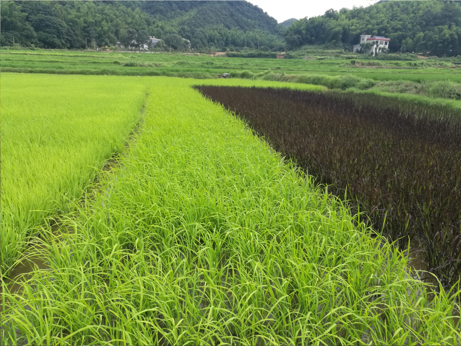 黃葉和黑葉彩色水稻種子銷售