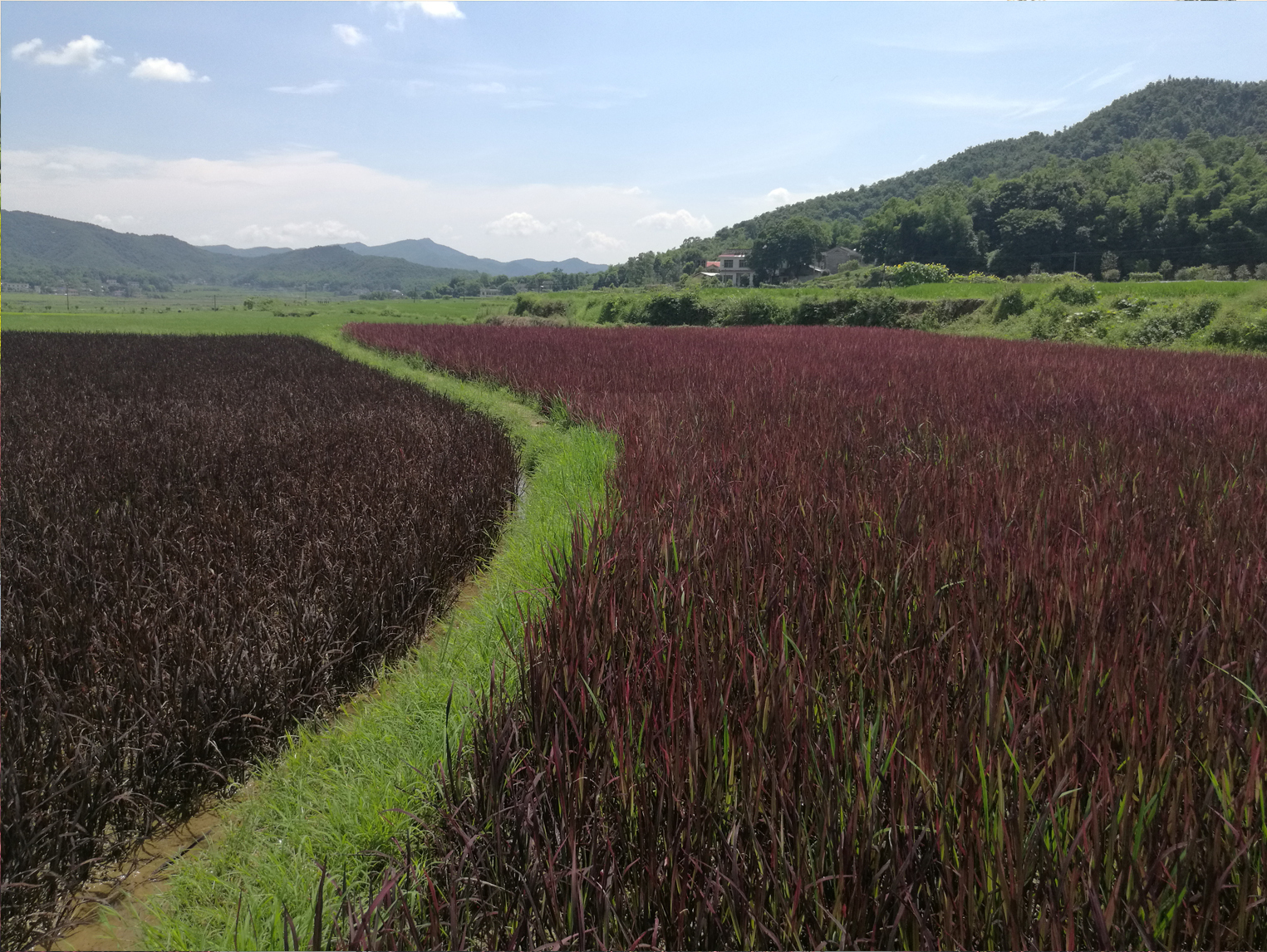 黑葉和紅葉彩色水稻種子銷售