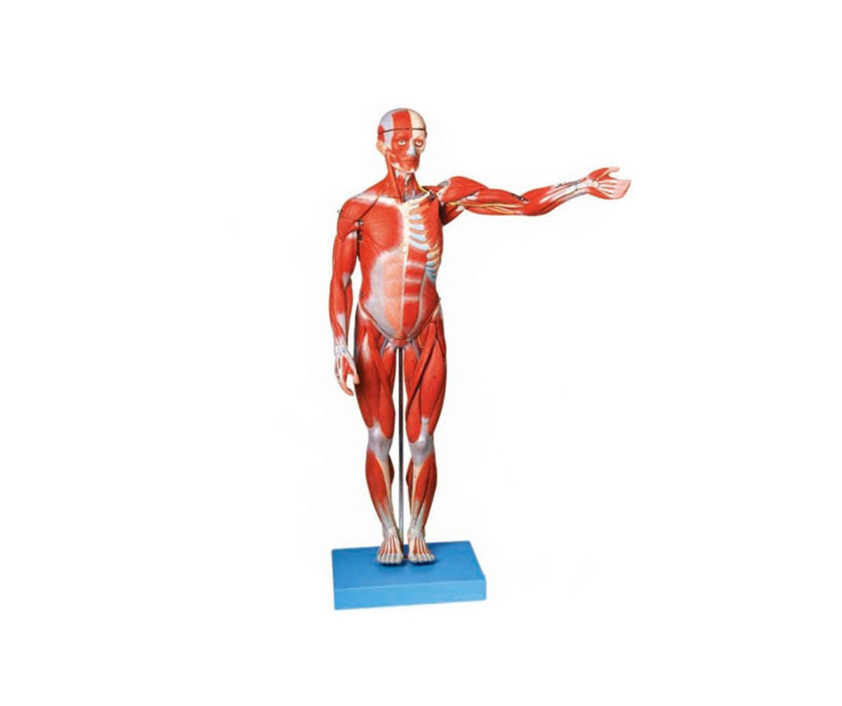 HD/11302-2 人體全身肌肉解剖模型