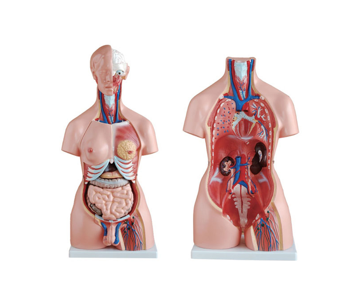 HD/10003 男、女兩性人體半身軀干模型（85cm/23件）