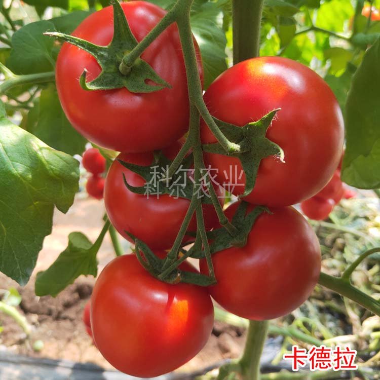 卡德拉--大红果番茄种子 抗病毒大红西红柿种子