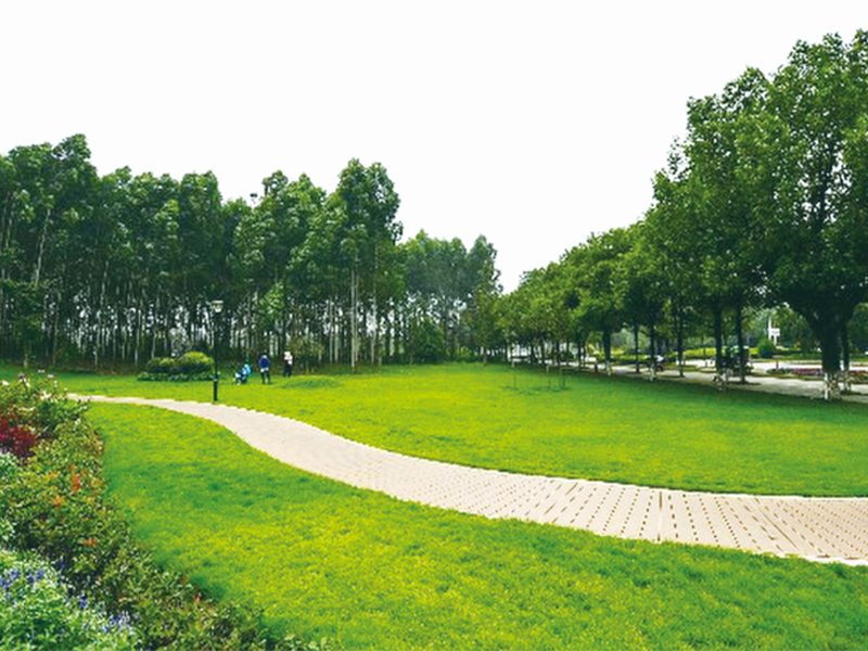 杭州市府广场绿化项目